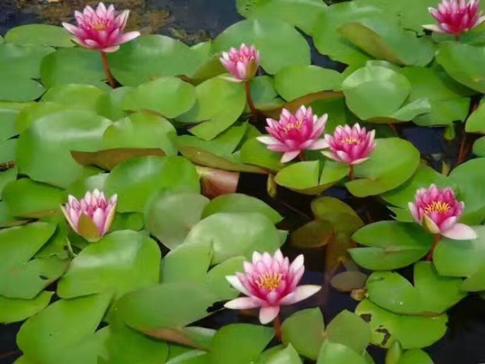睡莲种植案例 
